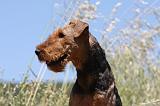 AIREDALE TERRIER 271